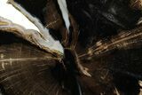 Petrified Wood (Schinoxylon) Round - Blue Forest, Wyoming #377592-1
